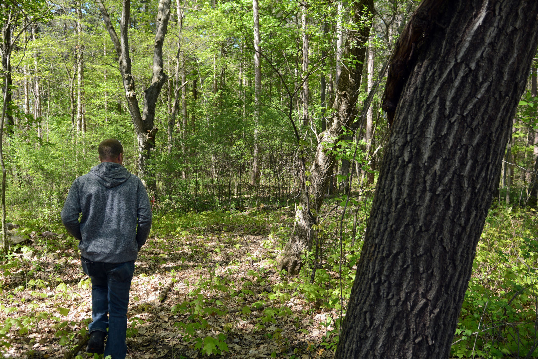 West Baraboo Village Forest